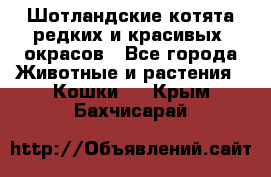 Шотландские котята редких и красивых  окрасов - Все города Животные и растения » Кошки   . Крым,Бахчисарай